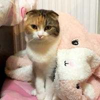 Scottish Fold, Kedi  Babi fotoğrafı