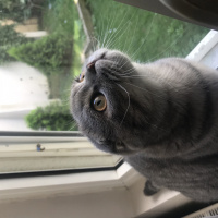 Scottish Fold, Kedi  Mozart fotoğrafı