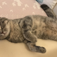 Scottish Fold, Kedi  Mozart fotoğrafı