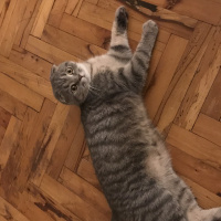 Scottish Fold, Kedi  Mozart fotoğrafı