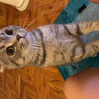 Scottish Fold, Kedi  Mozart fotoğrafı