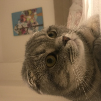 Scottish Fold, Kedi  Mozart fotoğrafı
