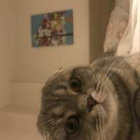 Scottish Fold, Kedi  Mozart fotoğrafı