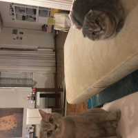 Scottish Fold, Kedi  Mozart fotoğrafı