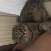 Scottish Fold, Kedi  Mozart fotoğrafı