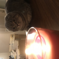 Scottish Fold, Kedi  Mozart fotoğrafı