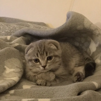 Scottish Fold, Kedi  Mozart fotoğrafı