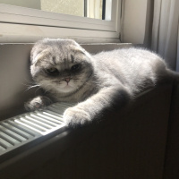 Scottish Fold, Kedi  Mozart fotoğrafı