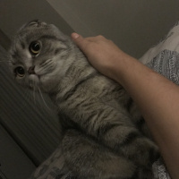 Scottish Fold, Kedi  Mozart fotoğrafı