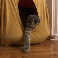 Scottish Fold, Kedi  Mozart fotoğrafı