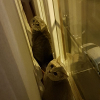 Scottish Fold, Kedi  Mozart fotoğrafı