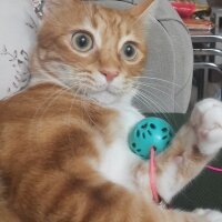 Sarman, Kedi  Oscar fotoğrafı