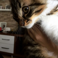 Norwegian Forest, Kedi  Diego fotoğrafı