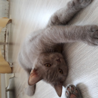 Scottish Fold, Kedi  Helva fotoğrafı