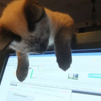 Siyam Kedisi, Kedi  Mavi fotoğrafı