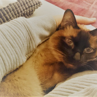 Siyam Kedisi, Kedi  Mavi fotoğrafı