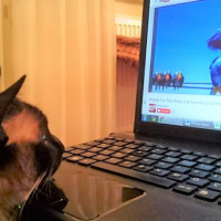 Siyam Kedisi, Kedi  Mavi fotoğrafı