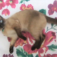 Siyam Kedisi, Kedi  Mavi fotoğrafı