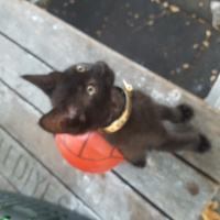 Tekir Kedi, Kedi  çinko fotoğrafı
