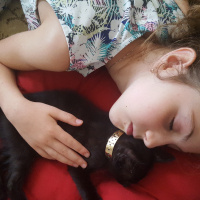 Tekir Kedi, Kedi  çinko fotoğrafı