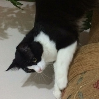 Bengal, Kedi  Gofret fotoğrafı