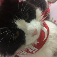 Bengal, Kedi  Gofret fotoğrafı