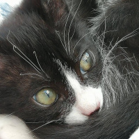 Tuxedo (Smokin) Kedi, Kedi  Lidya fotoğrafı