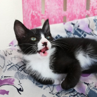 Tuxedo (Smokin) Kedi, Kedi  Lidya fotoğrafı