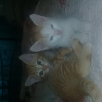 Tekir Kedi, Kedi  Filip fotoğrafı