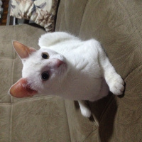 Van Kedisi, Kedi  Minnoş fotoğrafı