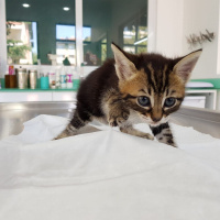 Tekir Kedi, Kedi  Fındık fotoğrafı