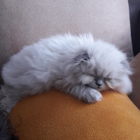 Scottish Fold, Kedi  Shiraz fotoğrafı