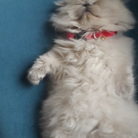 Scottish Fold, Kedi  Shiraz fotoğrafı