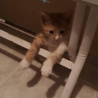 Tekir Kedi, Kedi  Zeus fotoğrafı