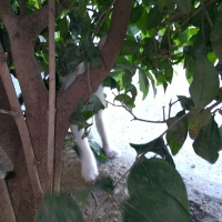 Tekir Kedi, Kedi  Sokak kedisi fotoğrafı
