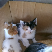Tekir Kedi, Kedi  Sokak kedisi fotoğrafı