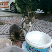 Tekir Kedi, Kedi  Sokak kedisi fotoğrafı