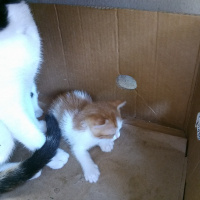 Tekir Kedi, Kedi  Sokak kedisi fotoğrafı