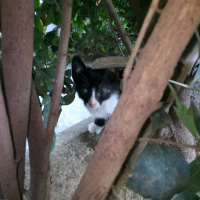 Tekir Kedi, Kedi  Sokak kedisi fotoğrafı