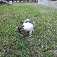 Tekir Kedi, Kedi  Sokak kedisi fotoğrafı