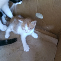 Tekir Kedi, Kedi  Sokak kedisi fotoğrafı