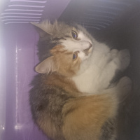 Tekir Kedi, Kedi  Mia fotoğrafı