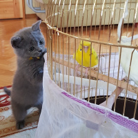 British Shorthair, Kedi  Mia fotoğrafı