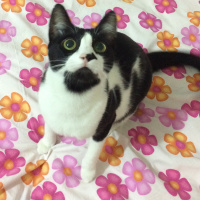 Tuxedo (Smokin) Kedi, Kedi  Fiyonk fotoğrafı