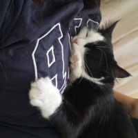 Tekir Kedi, Kedi  mişa fotoğrafı