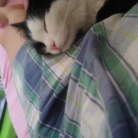 Tekir Kedi, Kedi  mişa fotoğrafı