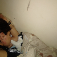 Tekir Kedi, Kedi  mişa fotoğrafı