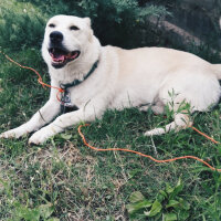 Sibirya Kurdu (Husky), Köpek  Bıdış fotoğrafı