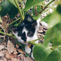 Sibirya Kurdu (Husky), Köpek  Bıdış fotoğrafı