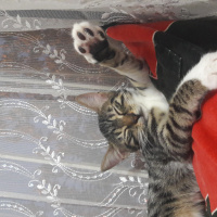 Tekir Kedi, Kedi  Mia fotoğrafı